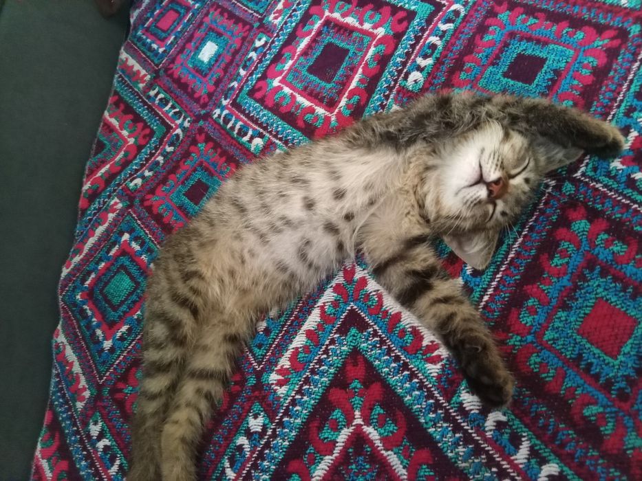 Котик мальчик (маленький полосатый)
