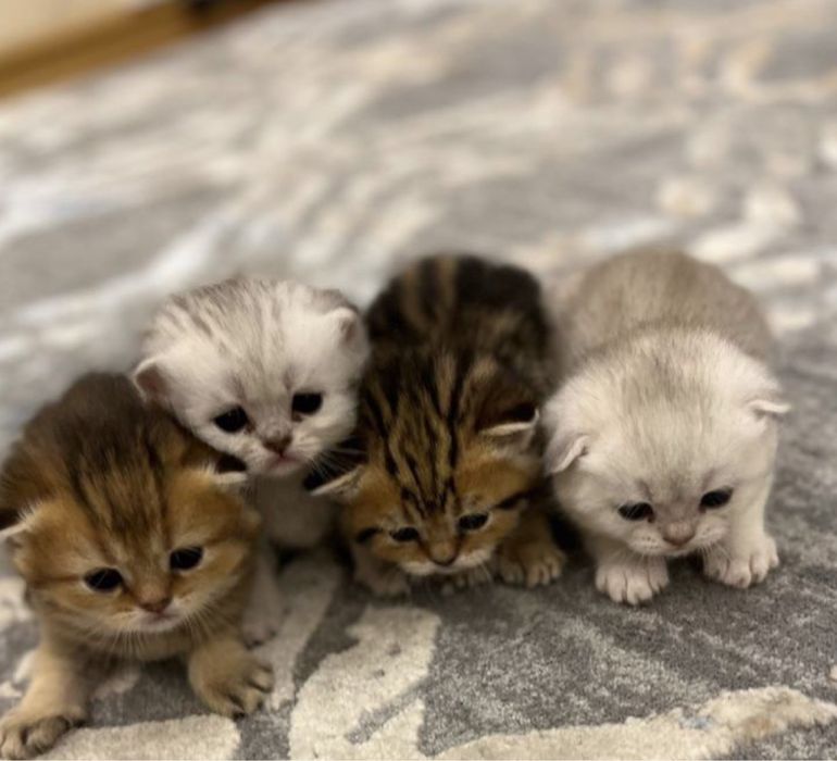 Продаётся чистокровные котят