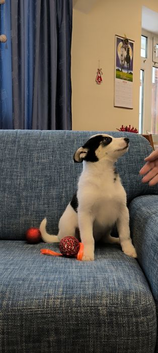 Щенок в добрые, надежные руки.