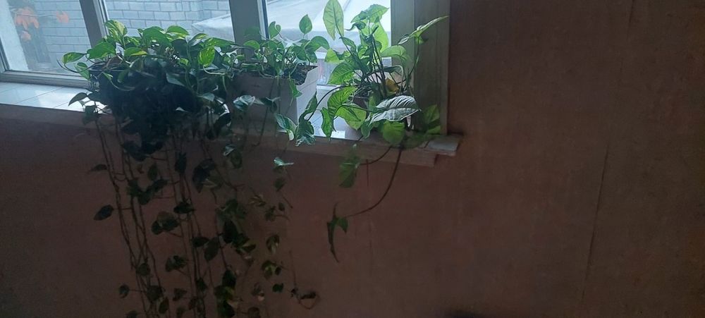 Продам цветы комнатные