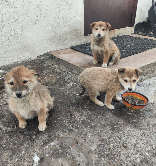 Отдам щенят, мальчики и девочки (3 месяца)
