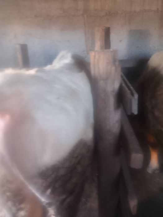 Бычки на откорме