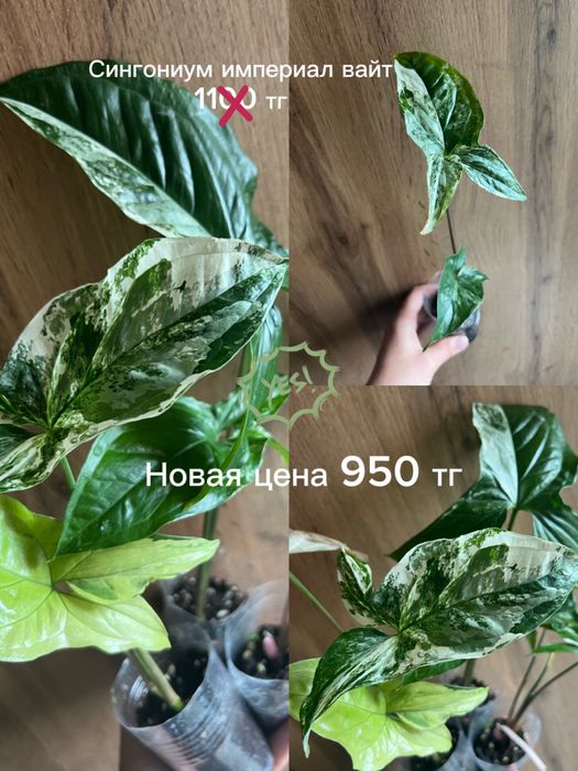 Разные комнатные цветы