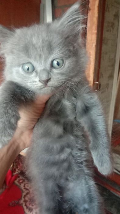Продам котёнка мальчик