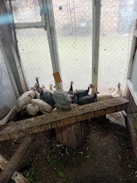 Токачки на 9 месеца