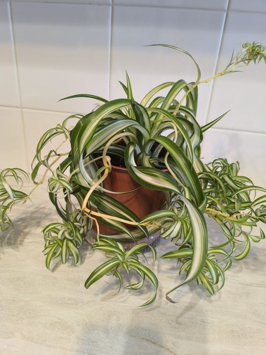 Цветы комнатные по 1000