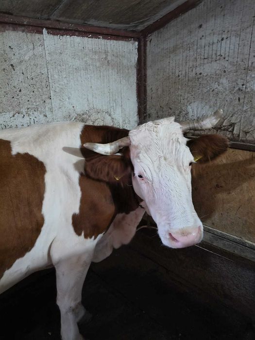 Vaca Baltata Romaneasca