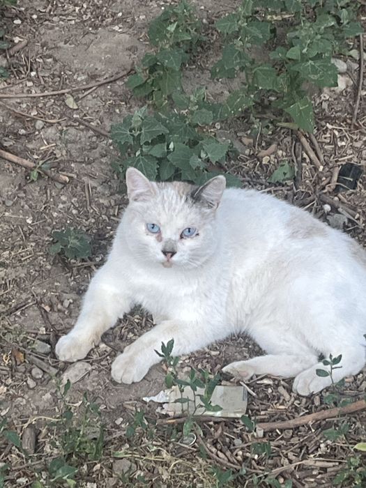 Отдам котика в добрые руки