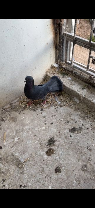 Голуби. Ширакохвостый Киш миш самец