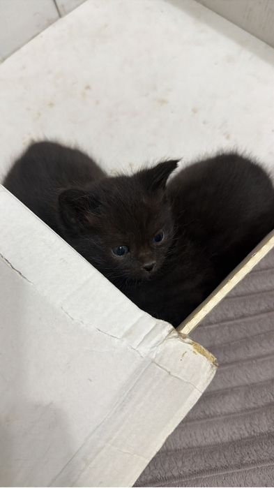 Отдам котят мальчик и девочка