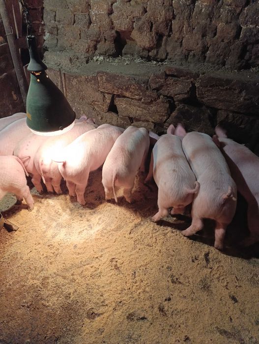 Продавам Малки прасета