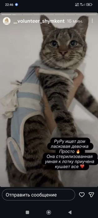 Кошки в Добрые Руки !!!