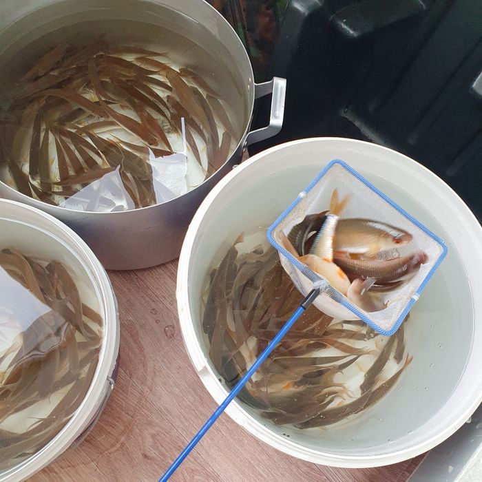 Живцы плотва в Астане