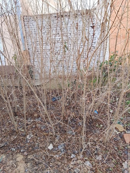 Anor kuchat ikki yillik