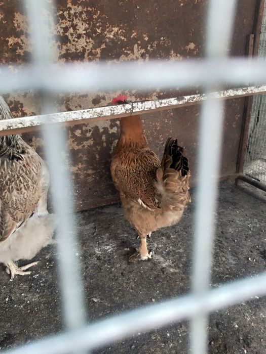 Tovuqlar sotiladi katagi bilan