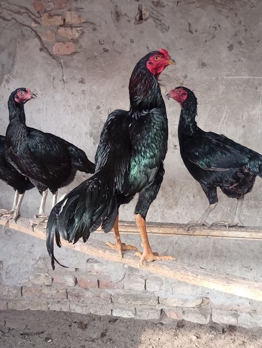 Жожалар сотилади.