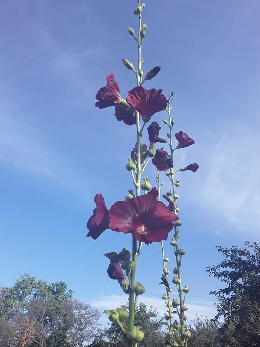 Продам семена  многолетних цветов.