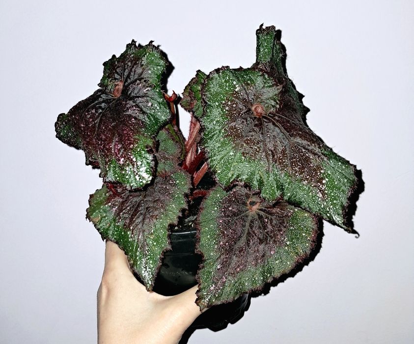 Бегония.             .