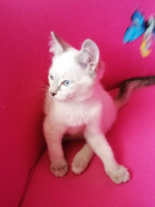 !!! Окрас Silver Point Тайская Принцесса !!!