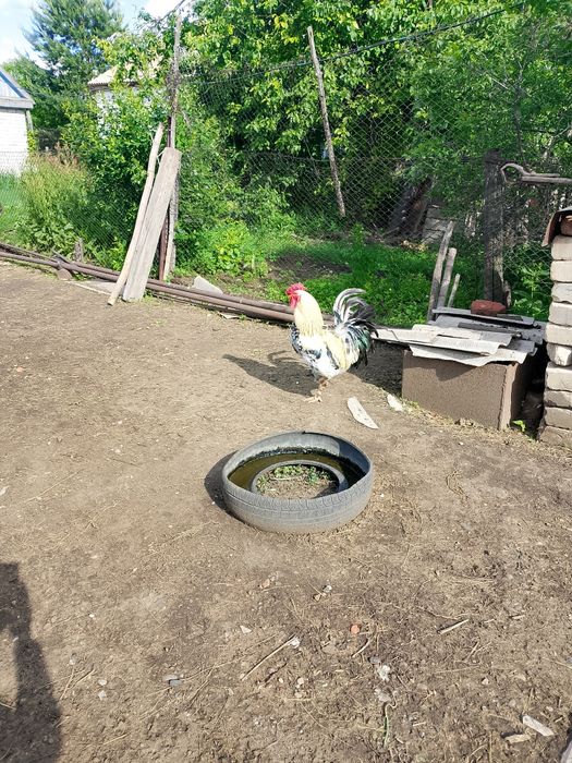 Продам крупных петухов