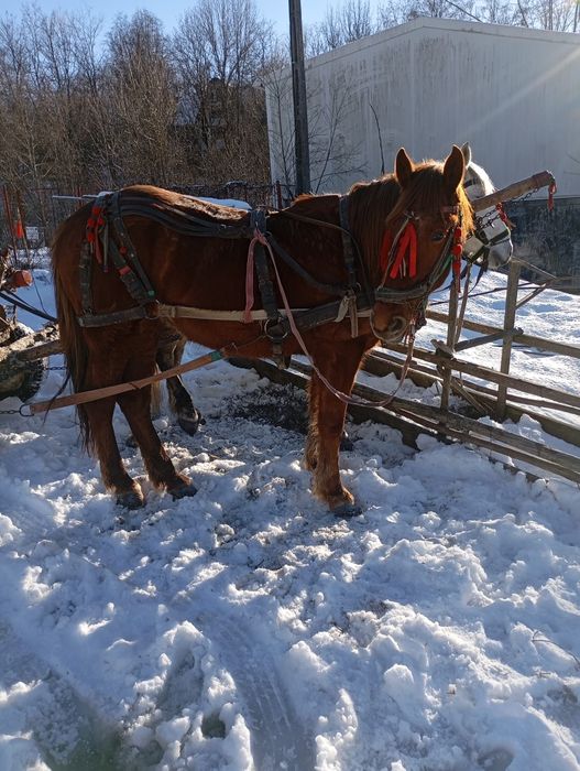 Vând iapă foarte bună