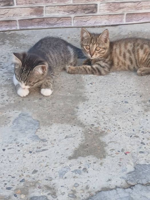 мушук онаси болалари