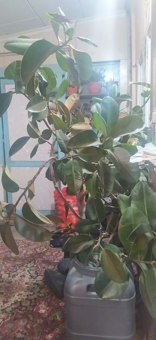 Комнатный фикус 170 сантиметров в высоту