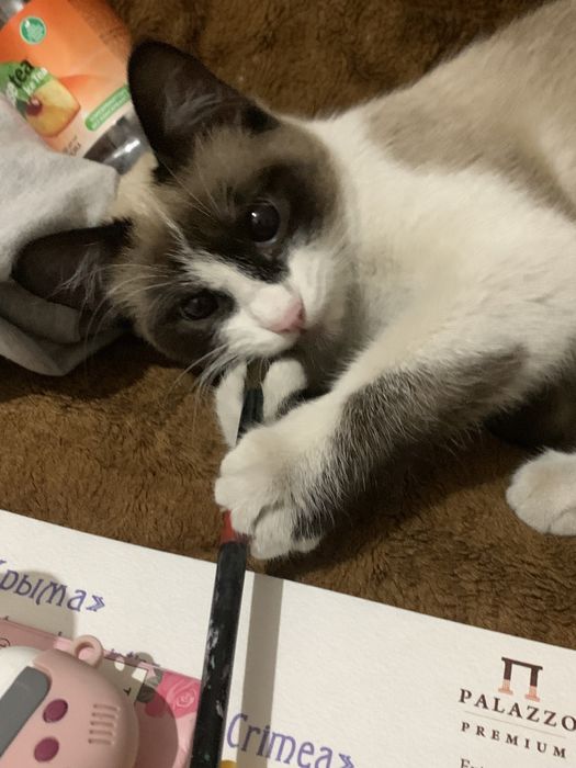 Кошка бесплатно в добрые руки!