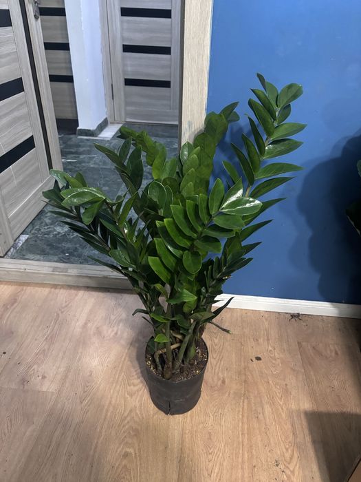 Замиокулькас 70-80см