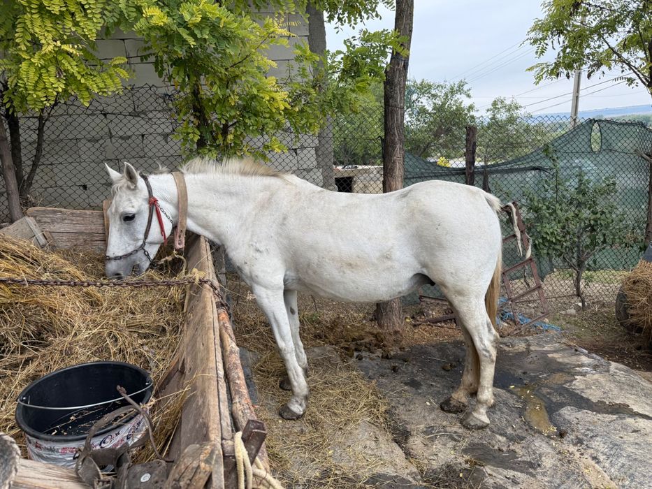 Iapa tânără de vânzare