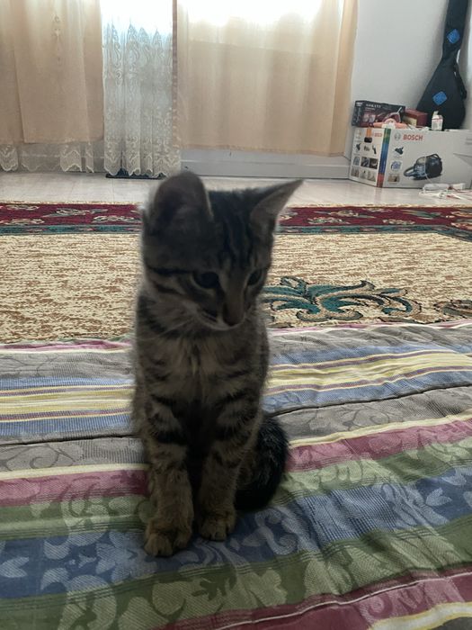 котенок мальчик