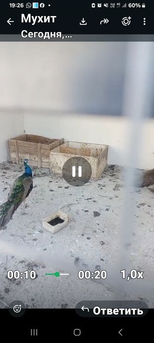 Продоется павлины