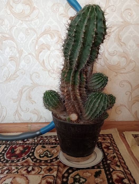 Кактус кактус кактус