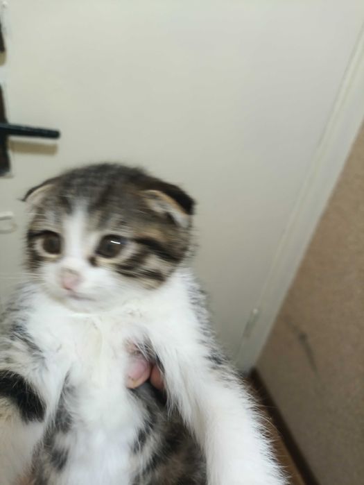 Шотландия мушуги сотилади