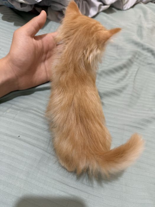 Котенок мальчик рыжий рожден от сиамской кошки