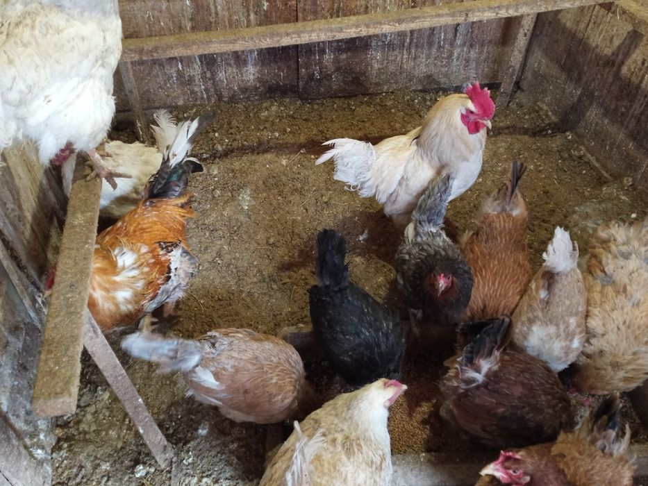 Продам петухов,д