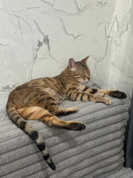 Продам бенгала кошку