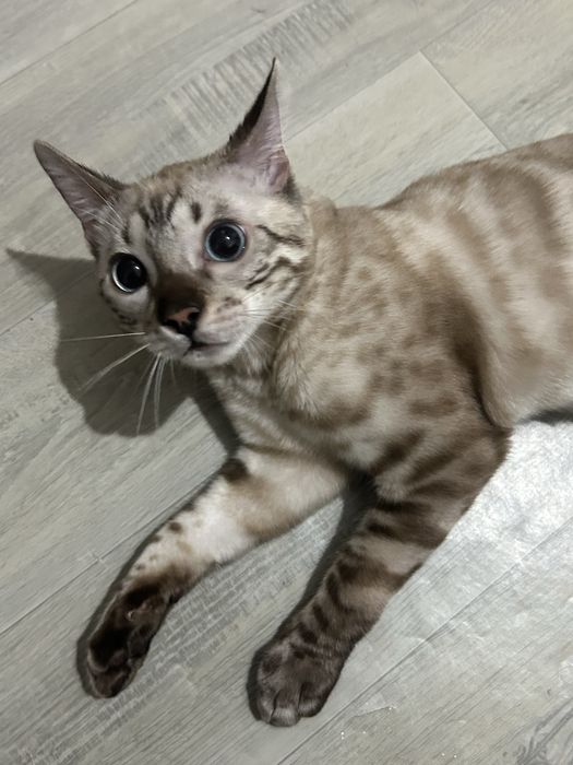 Бенгальская кошка