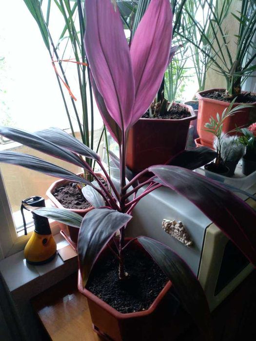 Цветя- Корделина апикална