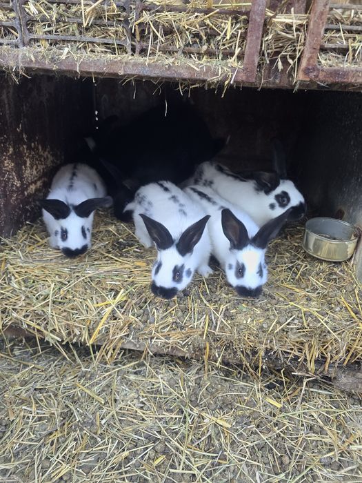 Iepurași fluture de vânzare