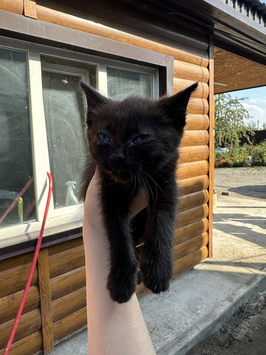 Отдам котят в хорошие руки срочно