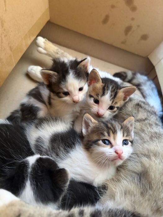 Котенца родени на Гергьовден