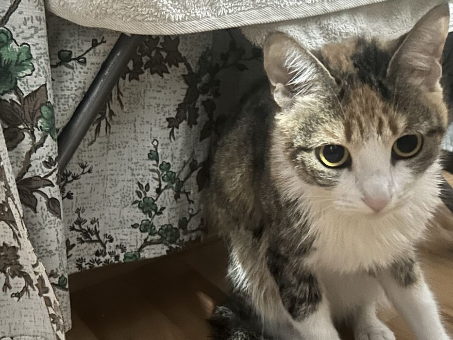 Отдам кошку в добрые руки