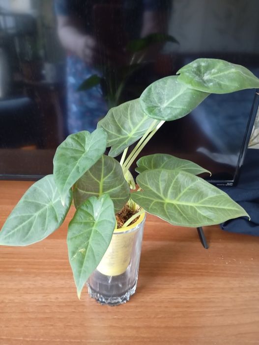 Продаются детки алоказии