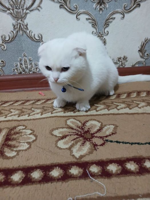 Scottish Fold oq rang