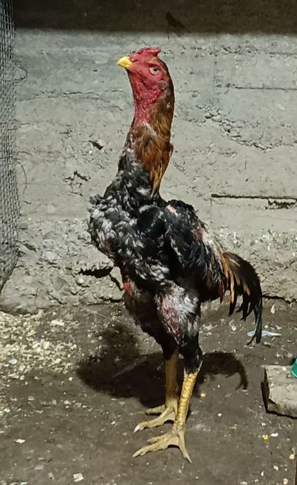 Продается бойцовы петух