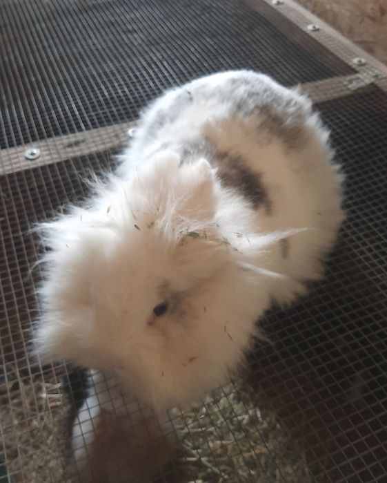 Cap de leu femele gestante și pui