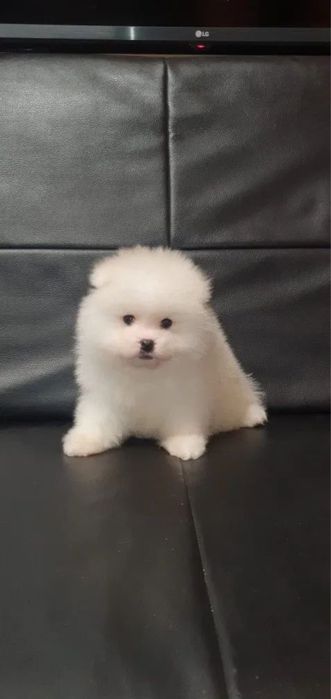 Pomeranian baietel