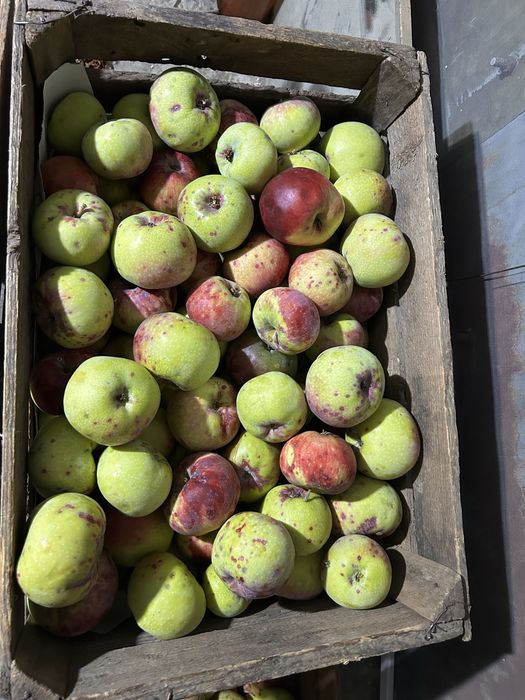 Продам яблоки сорт Апорт и сорт Заря Алатау