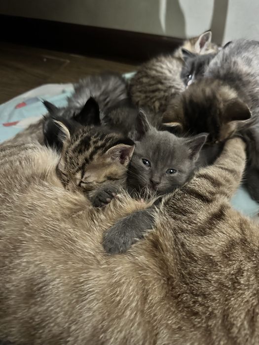 Котенок , кот , домашний питомец